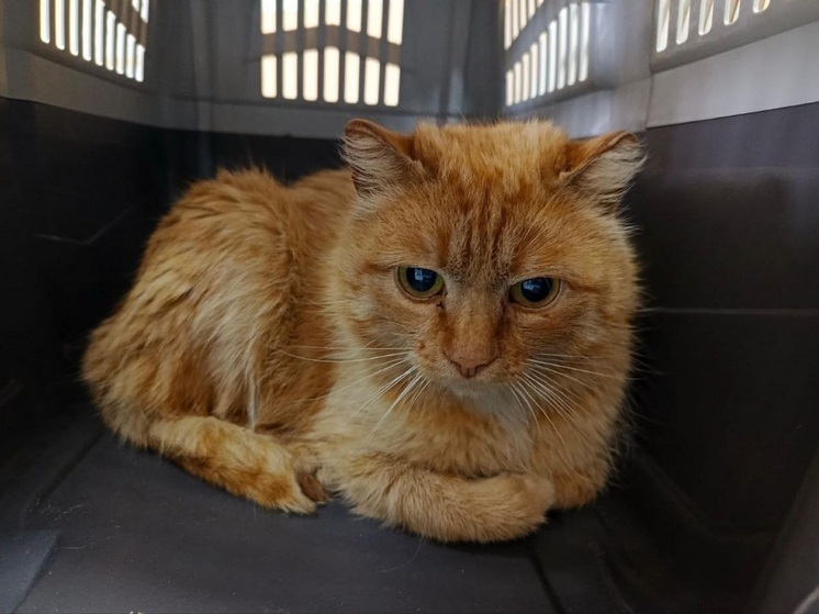 Кошку с отмороженными ушками доставили в приют Нарьян-Мара