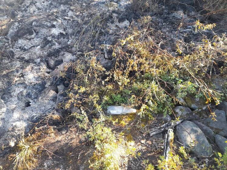 Оставленный костёр стал причиной лесного пожара в Бурятии