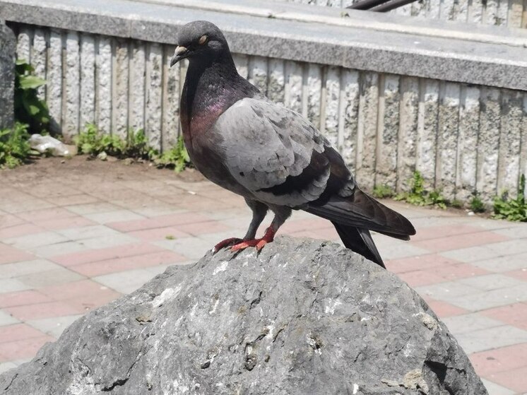 В Приморье за кормление голубей во дворе теперь могут оштрафовать до 3 тысяч рублей