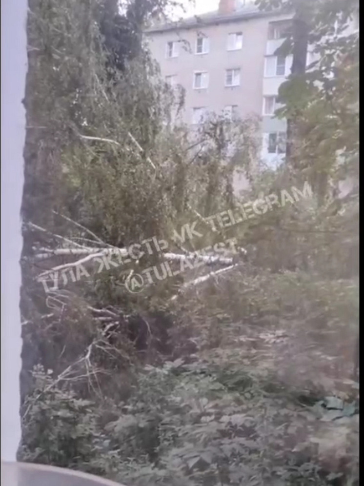 В Туле дерево рухнуло на электропровод
