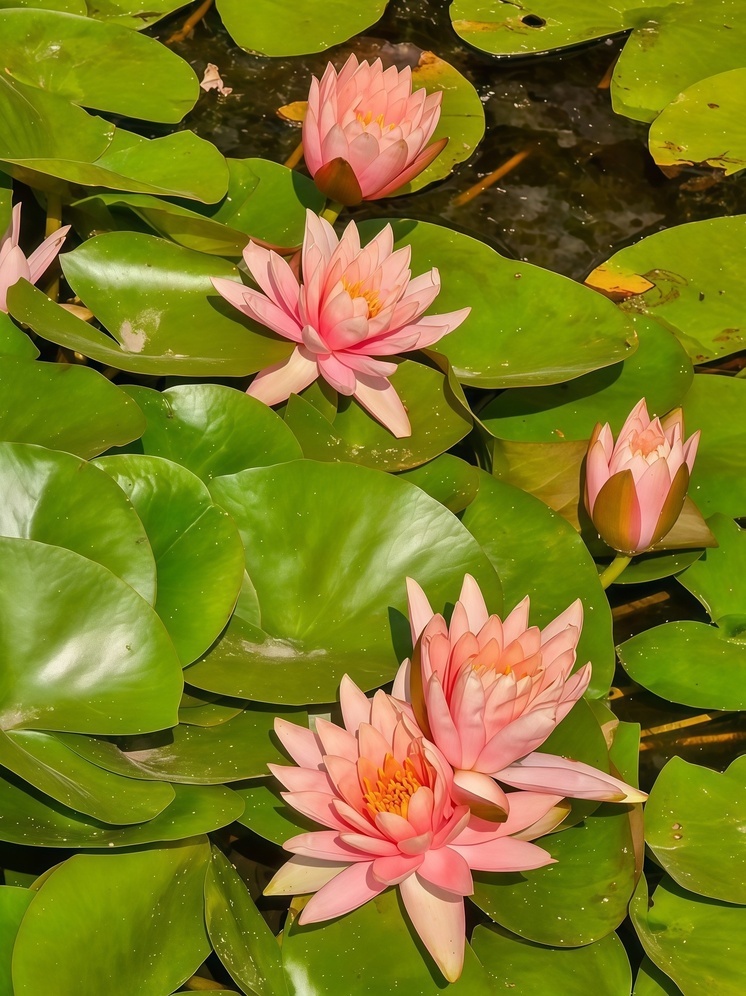 В ставропольском Ботаническом саду расцвели лотосы и кувшинки