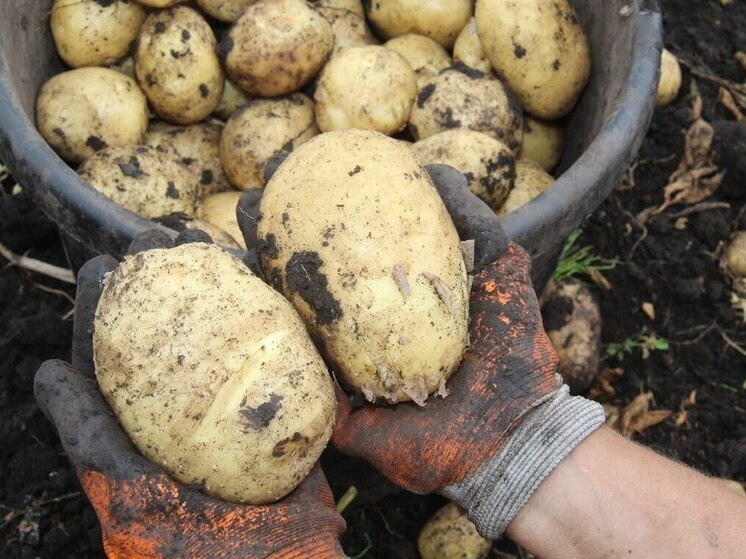 В Иркутской области началась уборка раннего картофеля