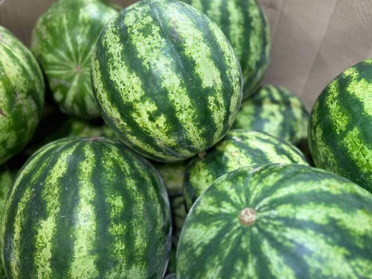 В Ставрополе работают 11 точек продажи бахчевых