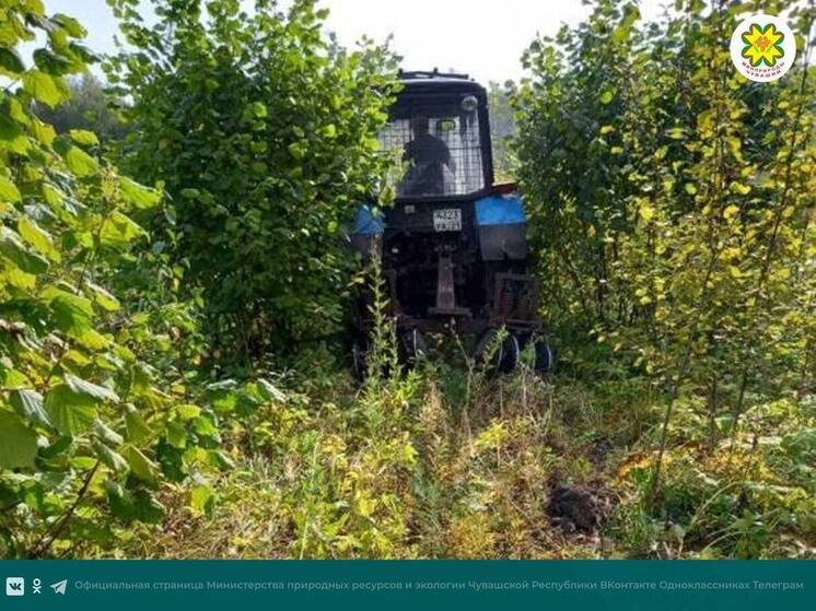 Лесоводы Чувашии заботятся о молодых посадках — уже выполнено 77% плана работ
