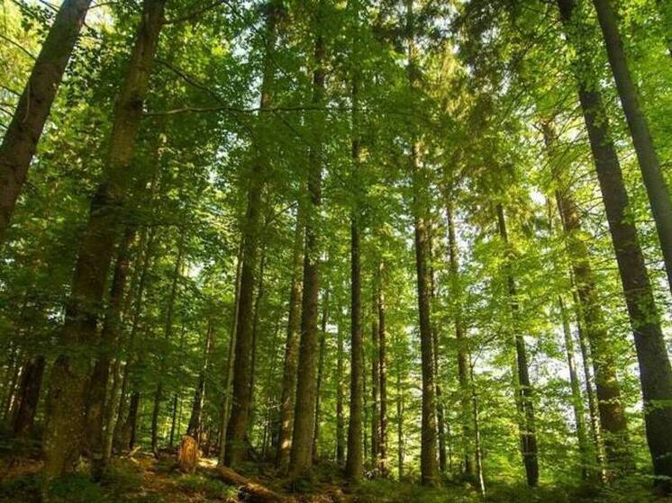 В ЛНР сформируют орган защиты природы Республики