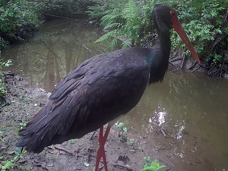 Редкого чёрного аиста засняли в «Калужских засеках»