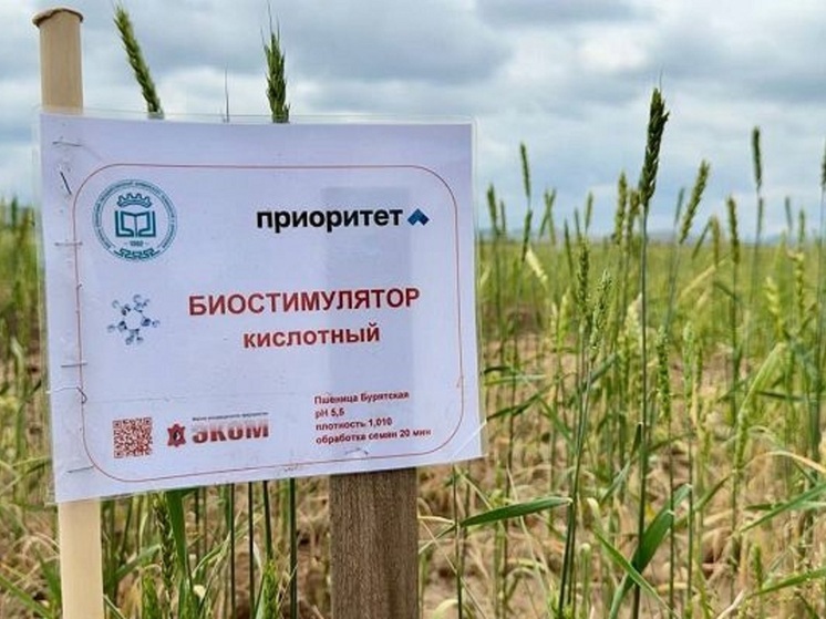 В Бурятии испытывают инновационный биостимулятор для сельского хозяйства