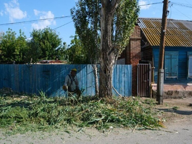Астраханцев штрафуют за камыш и сорную растительность на участках