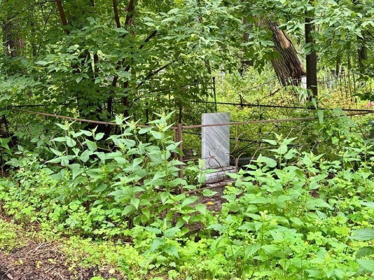 С городских кладбищ Тюмени исчезнет около 300 старых тополей