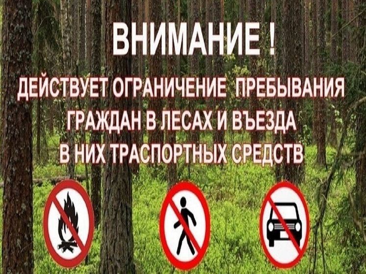 В Липецкой области вводятся ограничения на посещение лесов