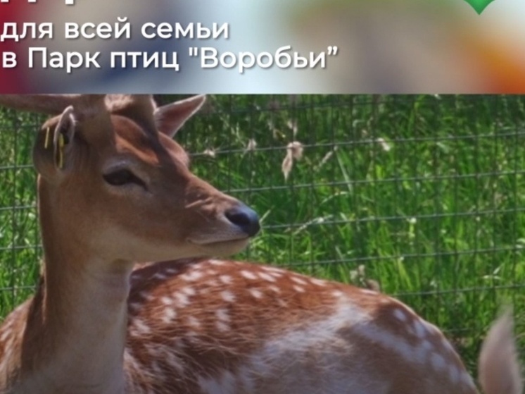 Калужанам подарят билеты в парк птиц «Воробьи»