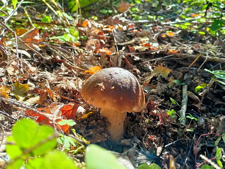 Синоптики 1 августа обещают в Смоленске облачную с прояснениями погоду