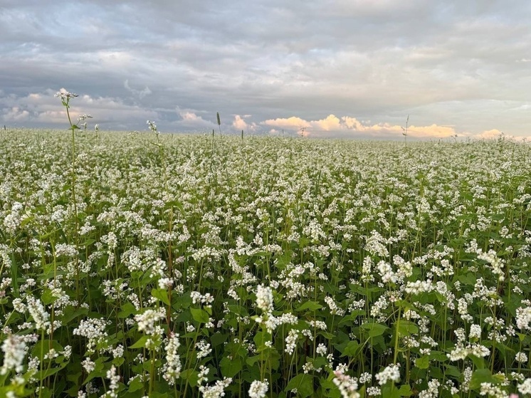 Смоленские аграрии культивируют нетрадиционные для региона культуры