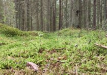 В летний период, особенно во время отдыха на природе, возрастает риск встречи со змеями. Важно знать, как правильно действовать в случае укуса, чтобы минимизировать последствия. Об этом рассказали врачи Волховской межрайонной больницы.