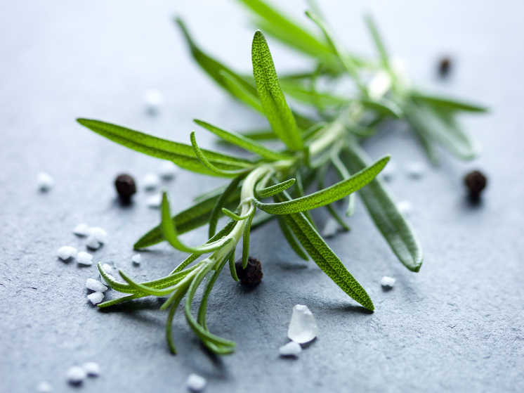 Зараженную партию розмарина пытались провезти из Армении в Сочи