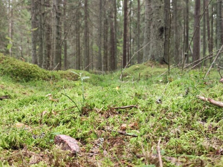 В летний период, особенно во время отдыха на природе, возрастает риск встречи со змеями. Важно знать, как правильно действовать в случае укуса, чтобы минимизировать последствия. Об этом рассказали врачи Волховской межрайонной больницы.