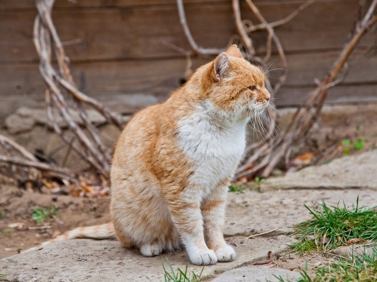 Народные приметы: что нельзя делать 1 августа, в Макринин день