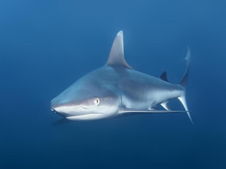 Южные акулы крадут улов у рыбаков на Сахалине