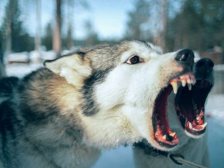 В Макеевке на жителя напали бродячие псы