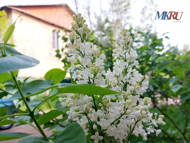 Калужане ждут дождя