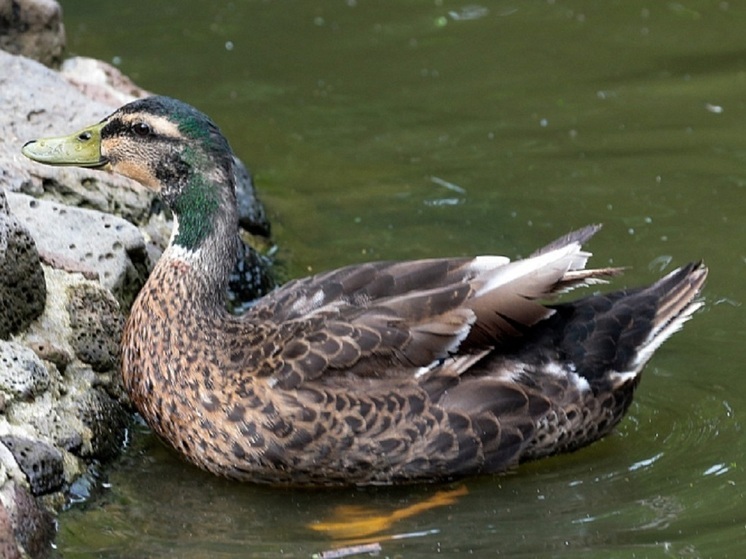В Приморье утвердили новые правила выдачи разрешений на охоту: кому отдадут приоритет