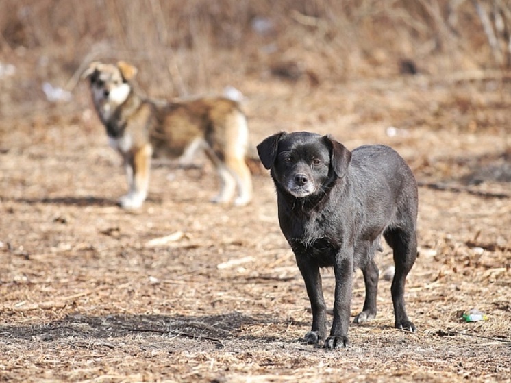В Приморье ввели штрафы за кормление бездомных собак: до 4 тысяч рублей за «миску доброты»