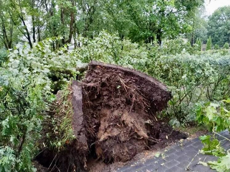В Струго-Красненском районе штормовой ветер повалил деревья