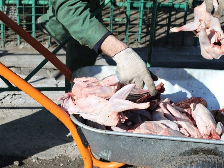 Омскую птицефабрику оштрафовали на 350 тысяч за продукцию с сальмонеллой
