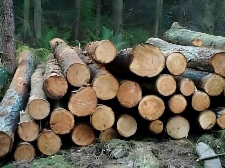 Приезжему с Урала грозит до семи лет колонии по делу о вырубке дубов
