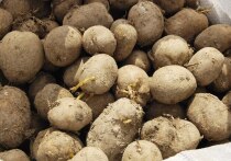 Картофель – сельскохозяйственная культура, которая популярна у многих народов мира