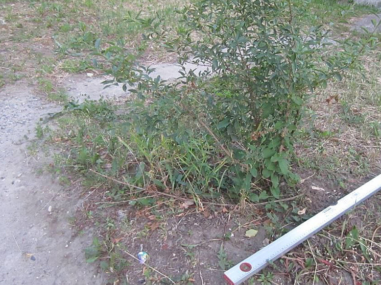 Курянин потерял права из-за ДТП с кустом
