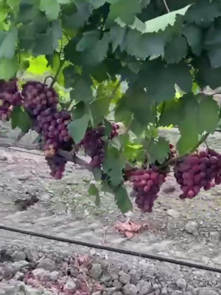 В Дагестане начали сбор ранних сортов винограда