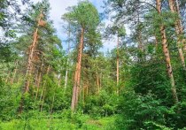 Леса Пензенской области богаты грибами. Сезон тихой охоты обычно здесь длится с конца июня и до первых заморозков. Грибники могут здесь найти белые грибы, подберезовики, лисички, опята и грузди. В материале мы расскажем, где находятся лучшие грибные места и как собирать грибы правильно.  