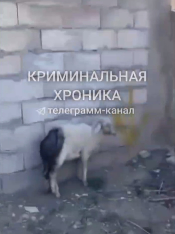В Дагестане опровергли сообщение о поджоге детьми барана