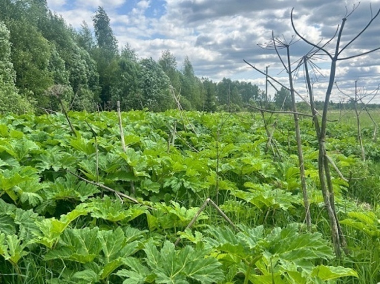 Псковичам предлагают сообщать о борщевике через интерактивную карту