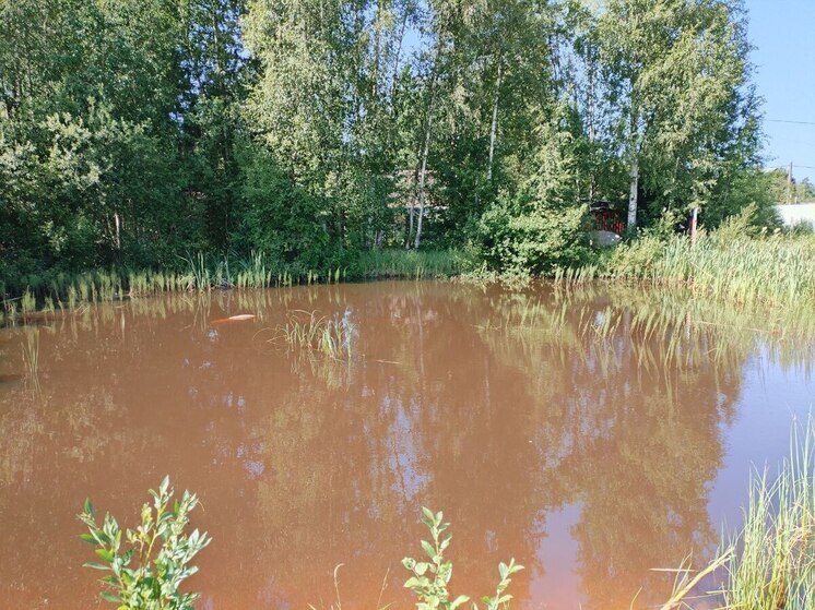 На Новгородчине в Аксеновском пруду утонул мужчина