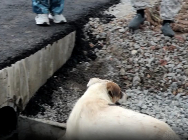 «Сидит, скулит и нужна помощь»: из заточения спасли хабаровского пса по кличке Балу
