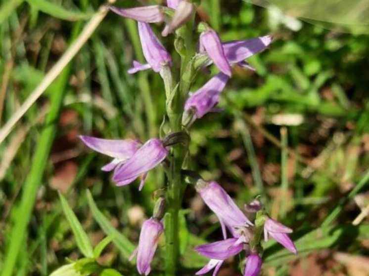Калужане могут увидеть цветущую орхидею из Красной книги