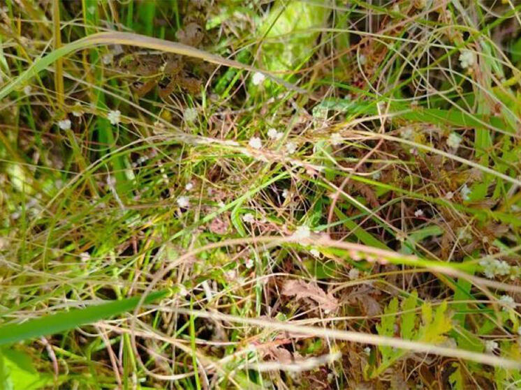 В Калужской области объявлен карантин из-за ядовитого растения-паразита