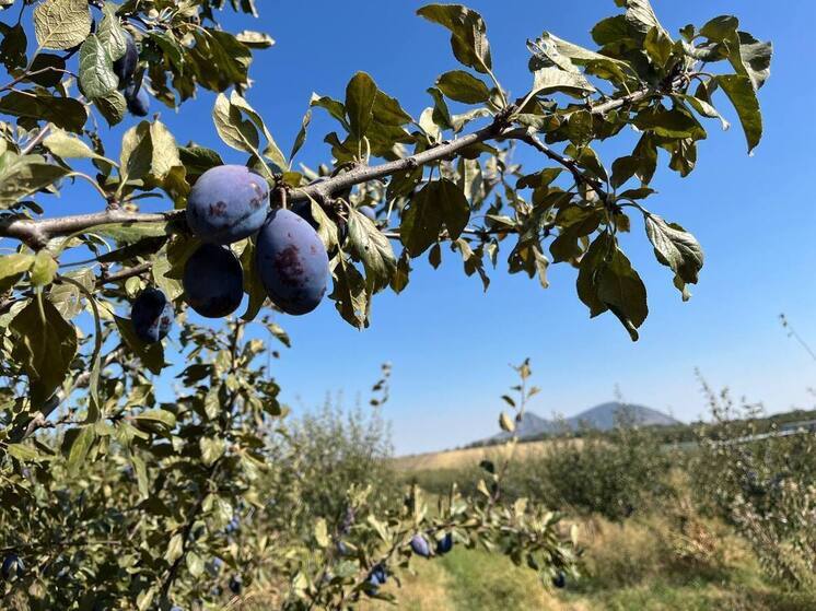 В Предгорье Ставропольского края открылся сезон сбора сливы