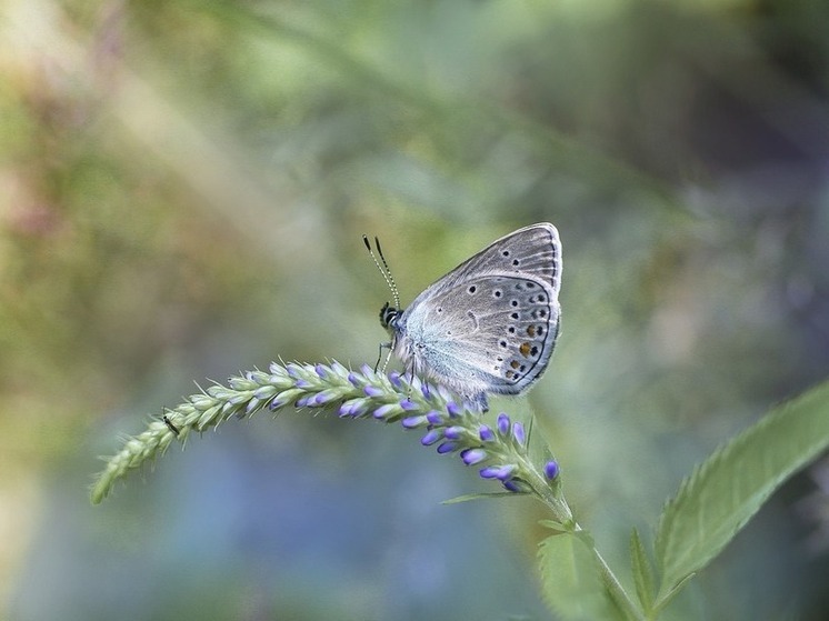 Калужанам рассказали о голубянке весенней