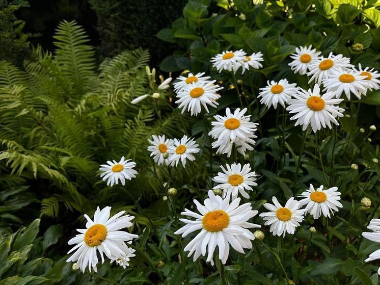 Министр природных ресурсов Ставропольского края напомнил о штрафах за сбор лекарственных трав