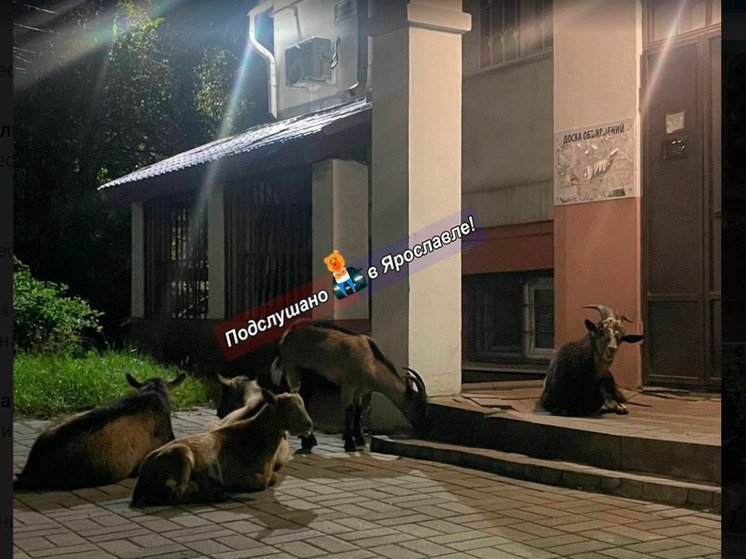 В Ярославле стало козлов ввело сумятицу в дорожное движение