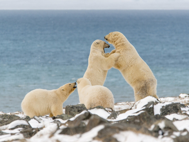Оповещения о появлении белых и бурых медведей смогут получать жители Чукотки