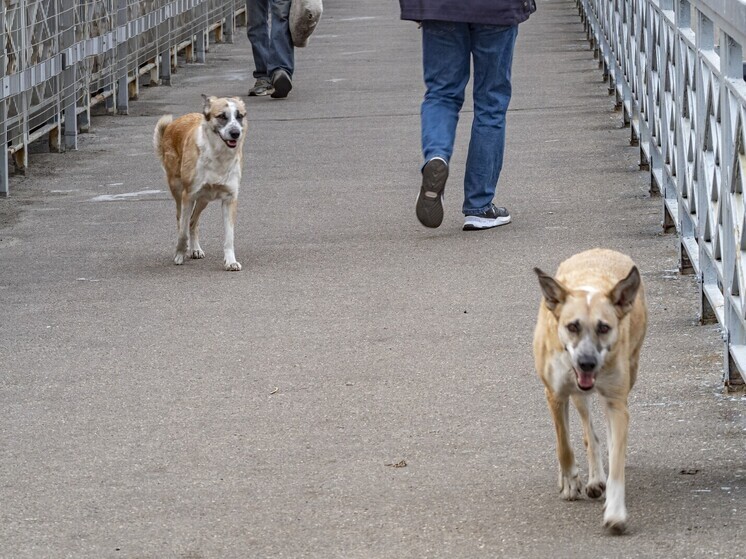 Вьетнамцам в Подмосковье грозит тюрьма из-за подозрения в разведении собак на мясо