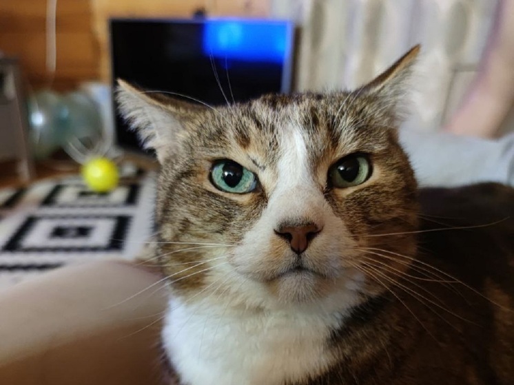 Кота Маркиза выманили из облицовки набережной Невы