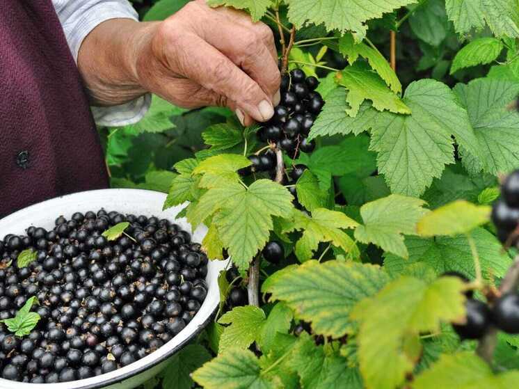 Мария Ягодница просит хозяек Калмыкии завтра сварить варенье