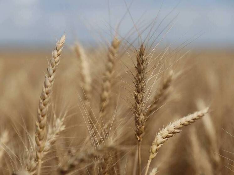 В ДНР испытали новые сорта озимой пшеницы российской селекции