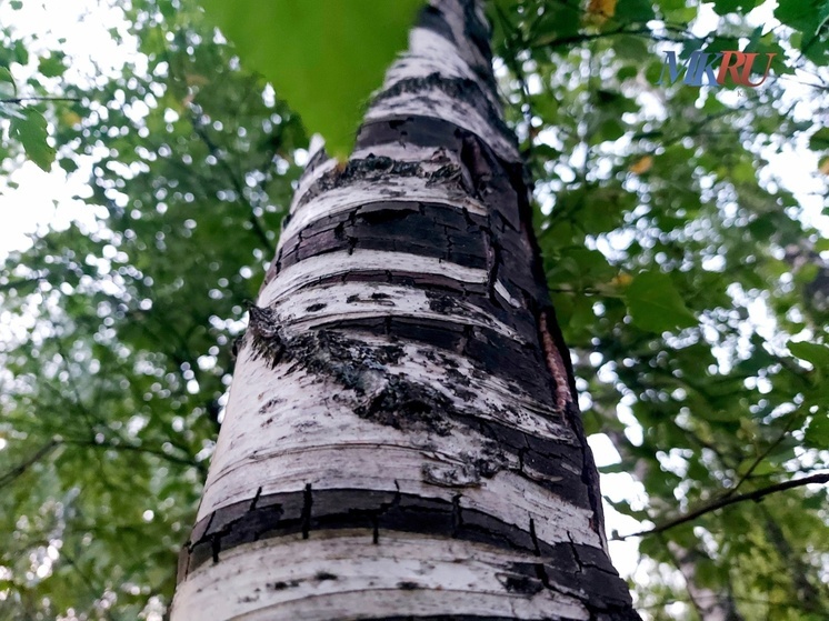 В Калужской области жара немного сбавит обороты