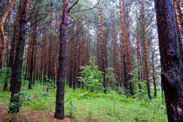 За сутки в лесах Башкирии заблудились пять человек